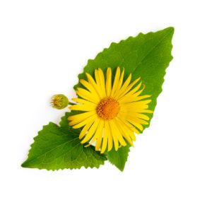 Arnica Flower Extract