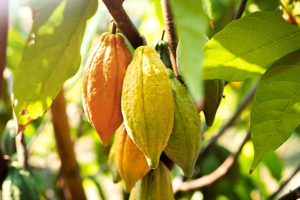 Cacao seeds on tree