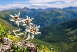 Edelweiss flower