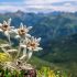 Edelweiss flower