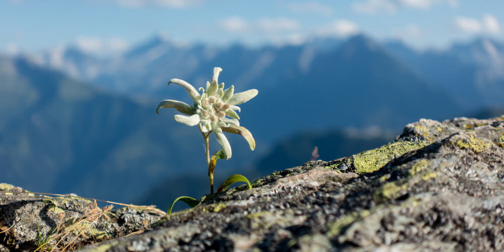 Edelweiss - Vivo Per Lei Revival Collection