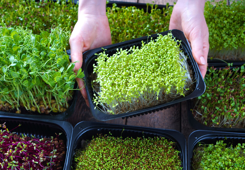 Hand holding box of microgreens