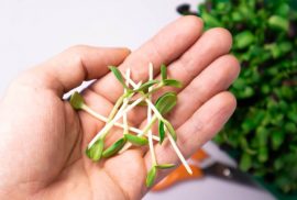 Hand holding microgreens