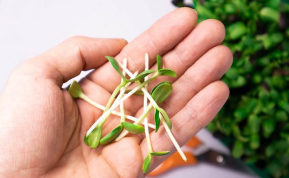 Hand holding microgreens