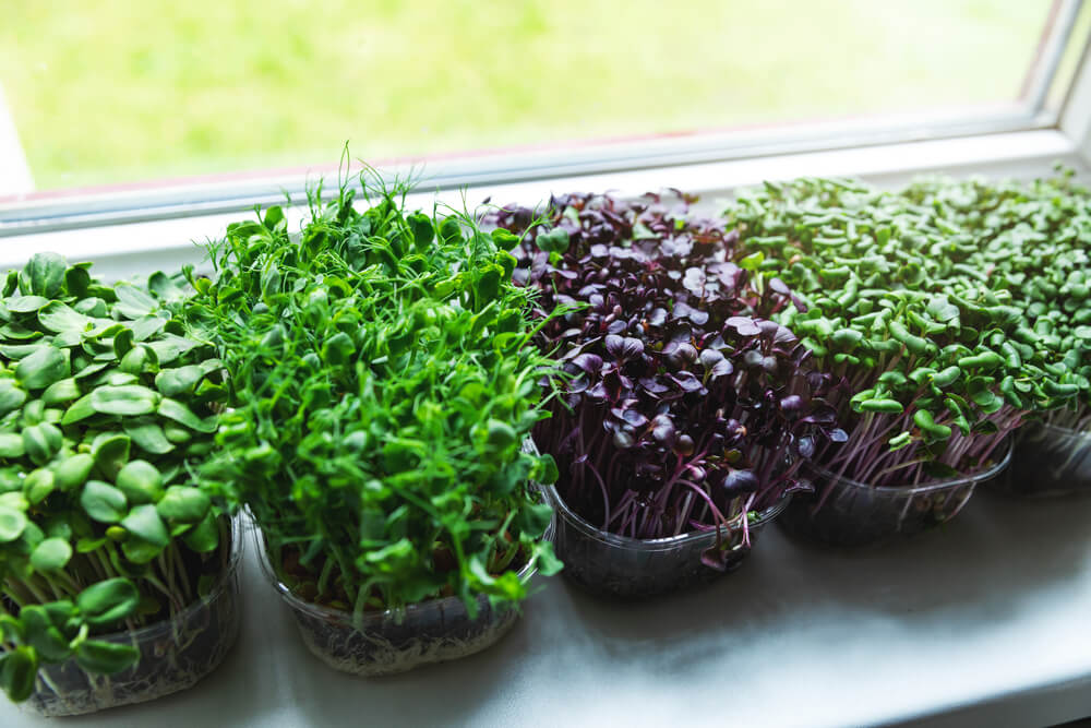 Microgreens on windowsill