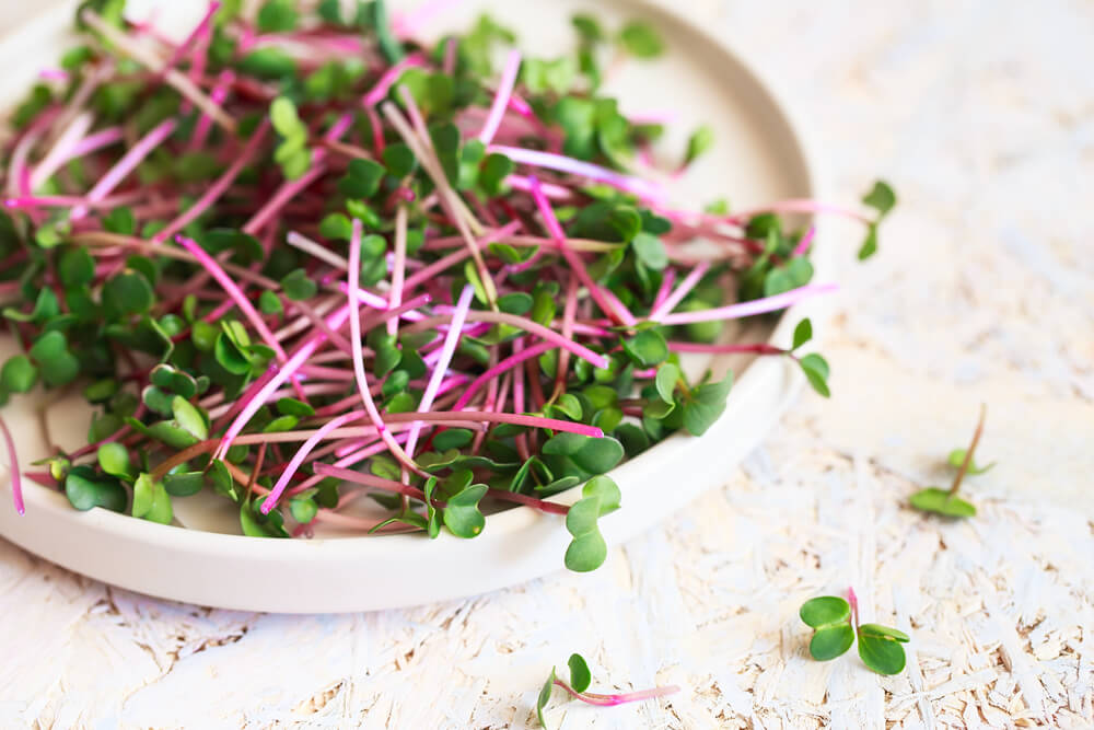 Microgreens on plate