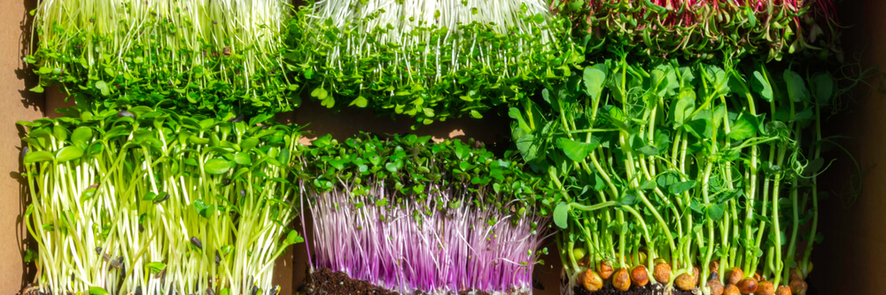 Different types of microgreens