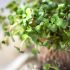 Microgreens