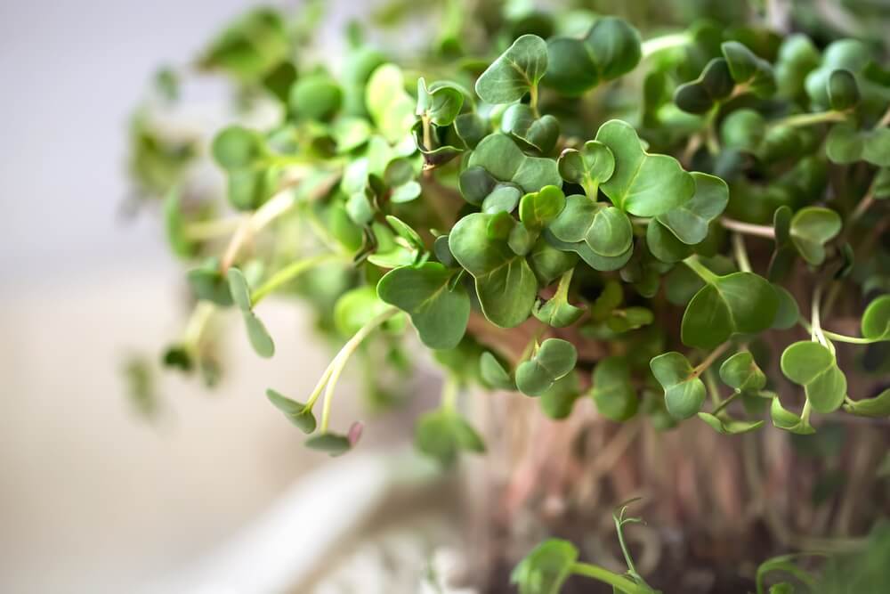 Microgreens