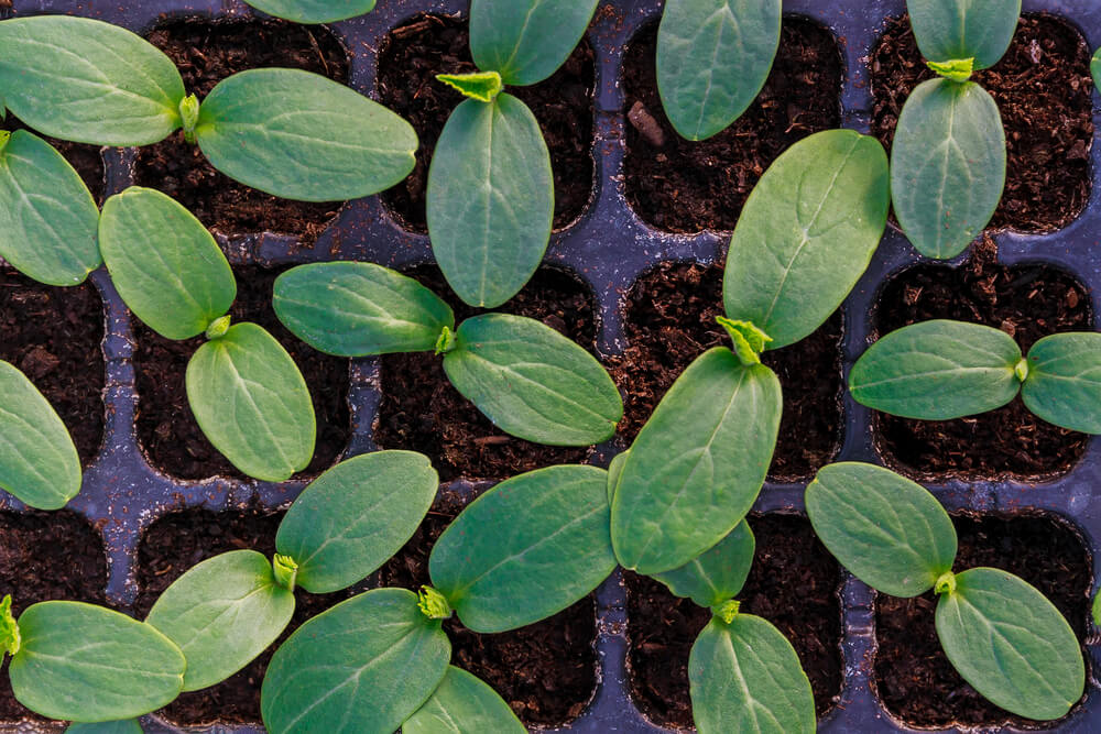 Cucumber microgreens