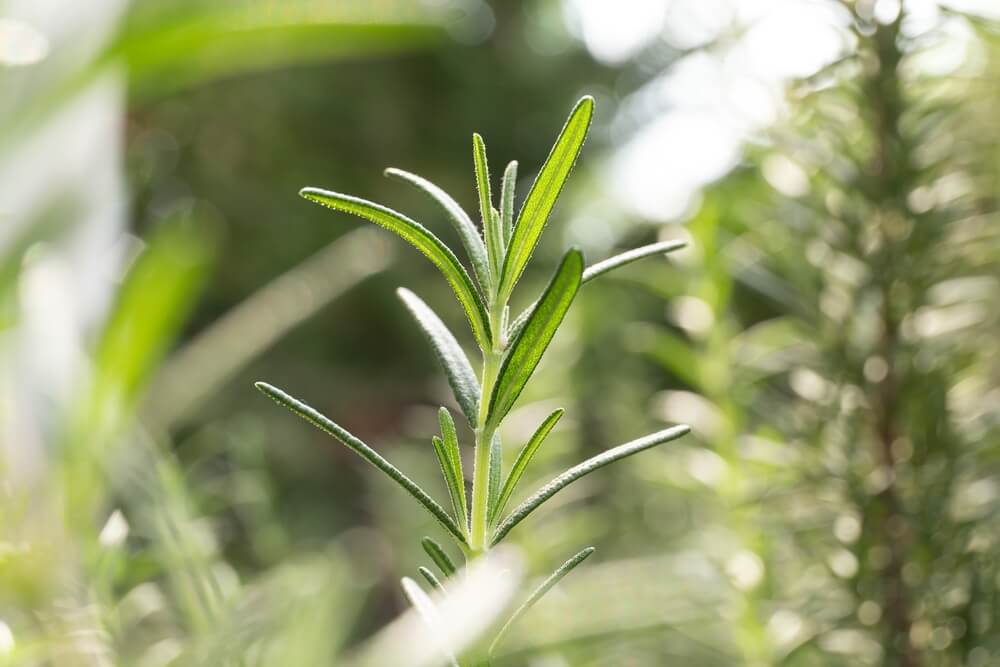 Rosemary micro greens benefits the skin