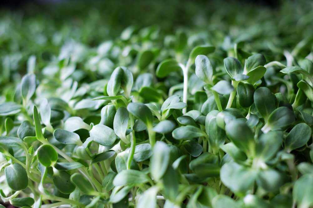 Sunflower micro greens