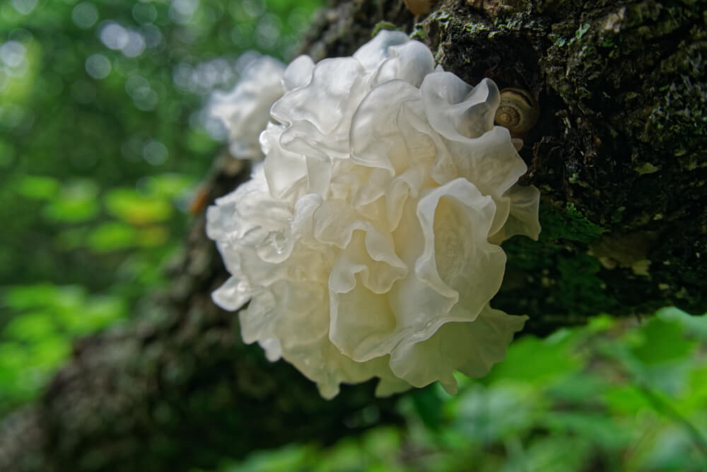 Snow mushroom